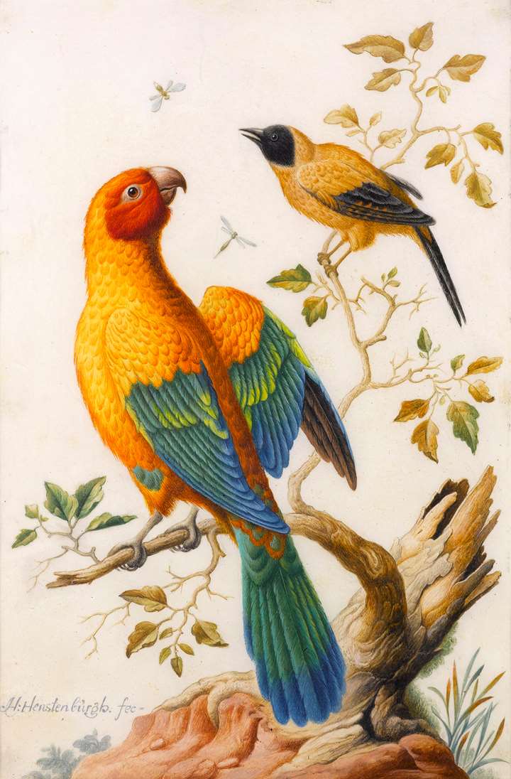 A Sun Conure Parrot and a Yellow-Backed Oriole